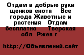 Отдам в добрые руки щенков енота. - Все города Животные и растения » Отдам бесплатно   . Тверская обл.,Ржев г.